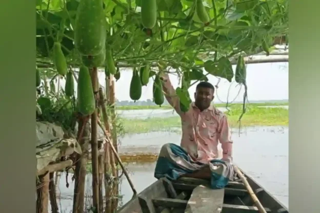 নবীনগরে জনপ্রিয় হচ্ছে জলাবদ্ধ জমিতে ভাসমান সবজি চাষ